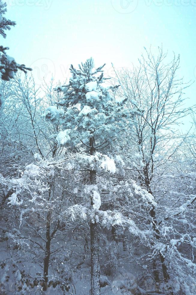 ghiaccio sui pini in montagna nella stagione invernale foto