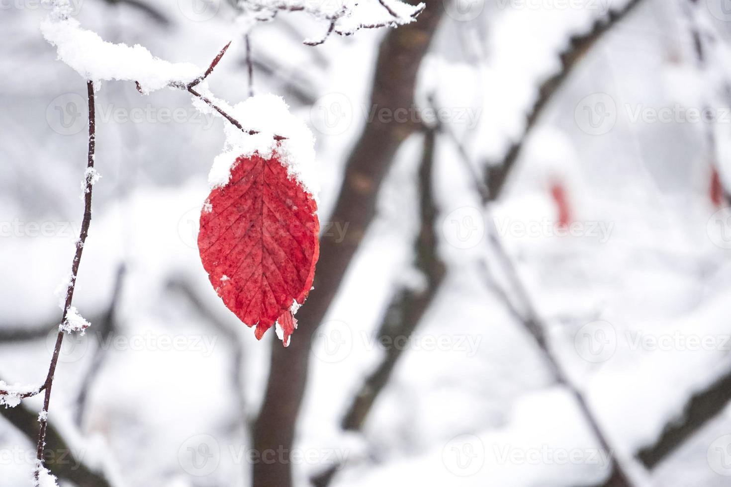 neve sulla foglia rossa foto