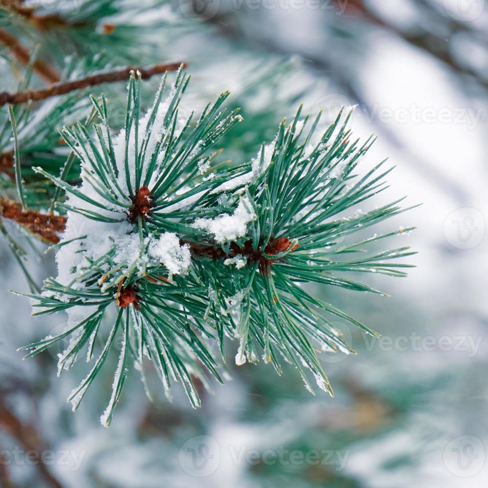 neve sulle foglie del pino foto