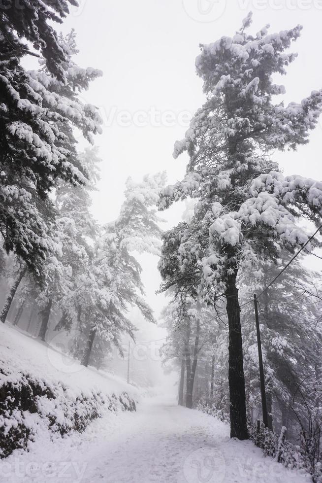 neve nel bosco nella stagione invernale foto