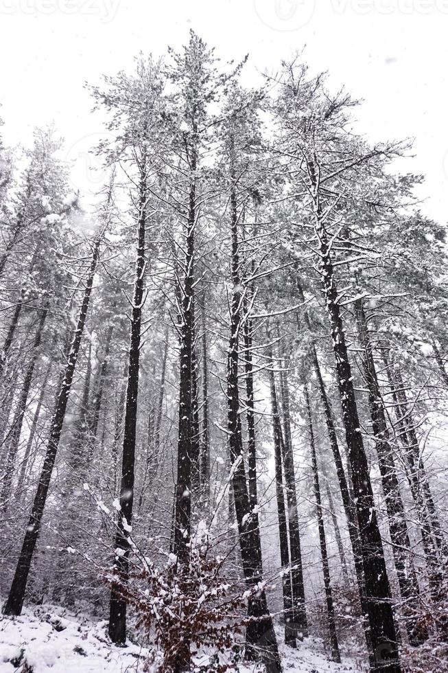 neve nel bosco nella stagione invernale foto