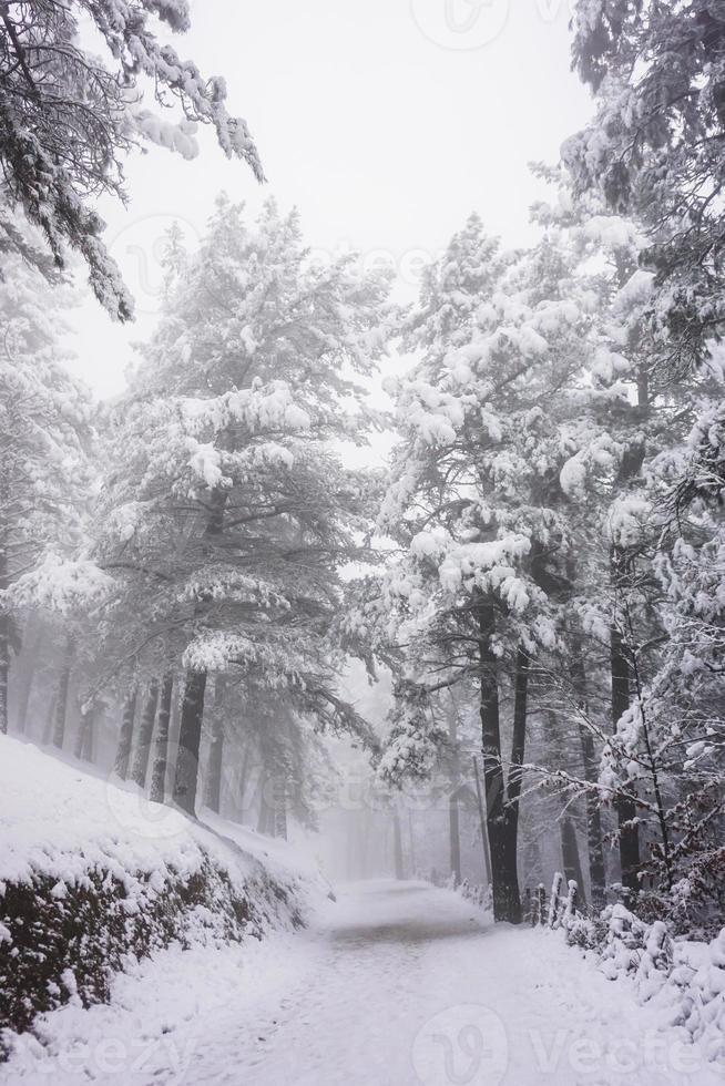 neve nel bosco nella stagione invernale foto