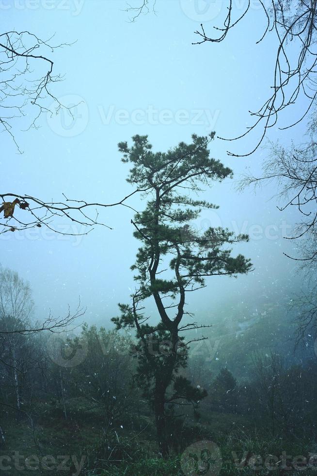 alberi nella foresta nei giorni di nebbia foto