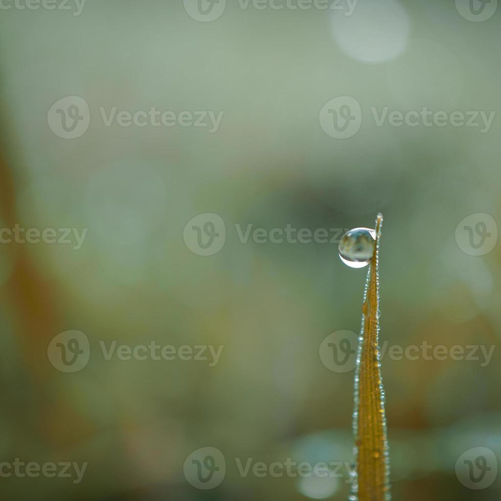 goccia sulla foglia dell'erba verde foto