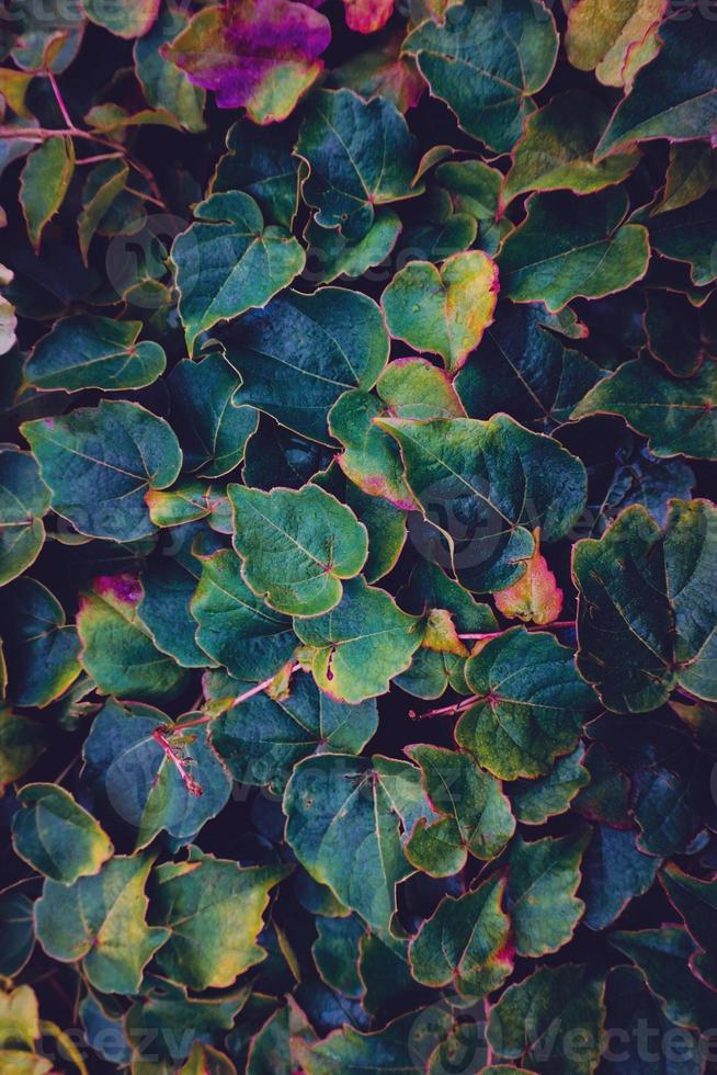 foglie multicolori sfondo strutturato foto