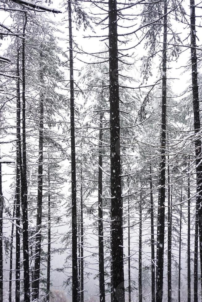 neve nel bosco nella stagione invernale foto