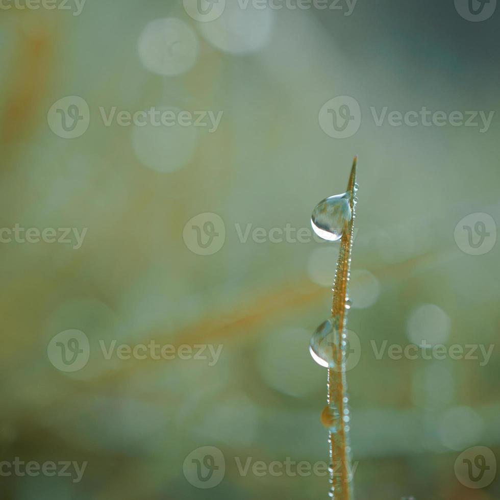 goccia sulla foglia dell'erba verde foto