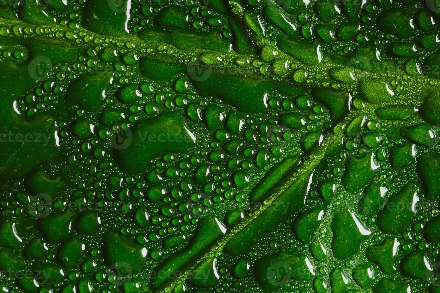 macro foglia verde con gocce d'acqua foto