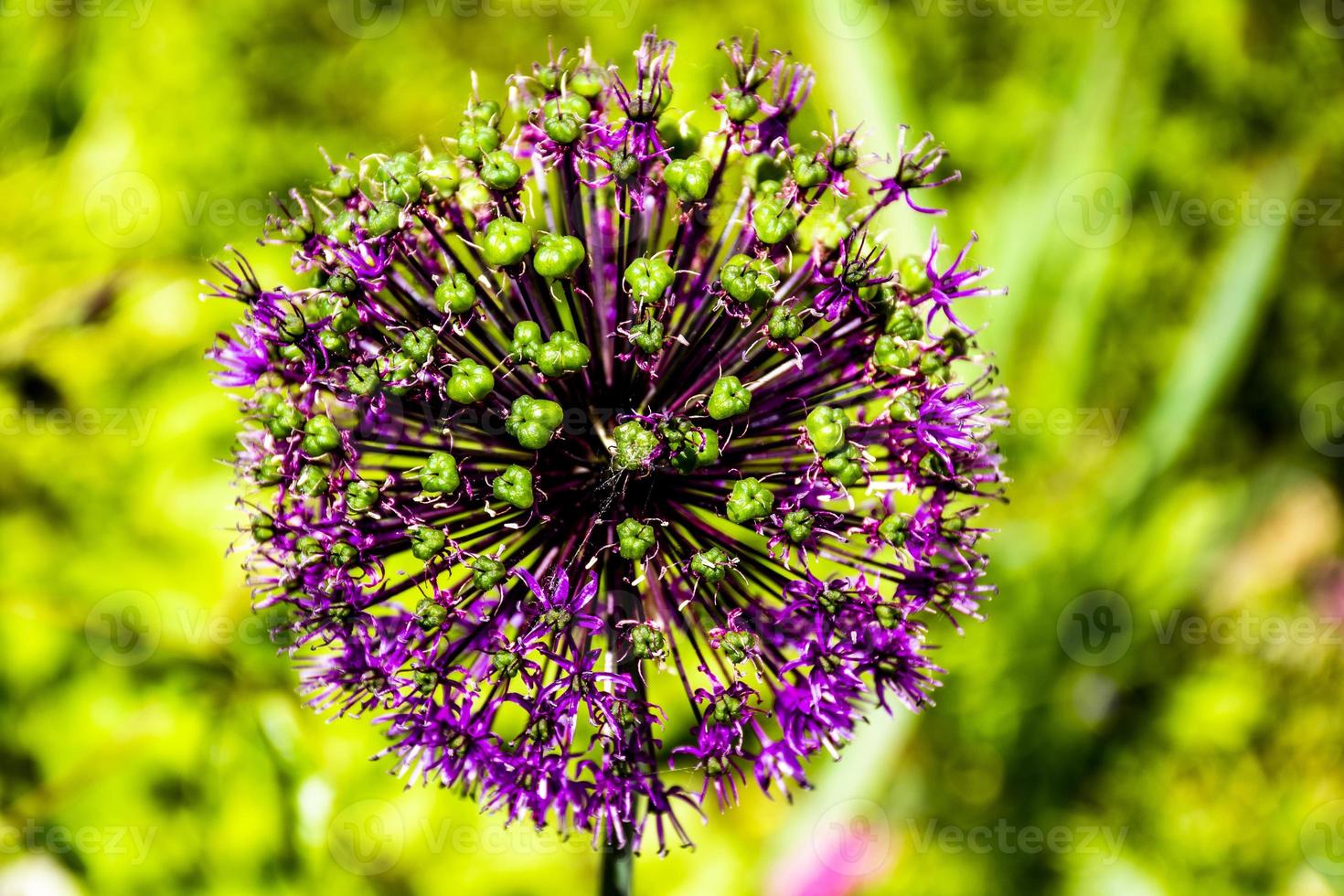 primo piano del fiore di allium foto