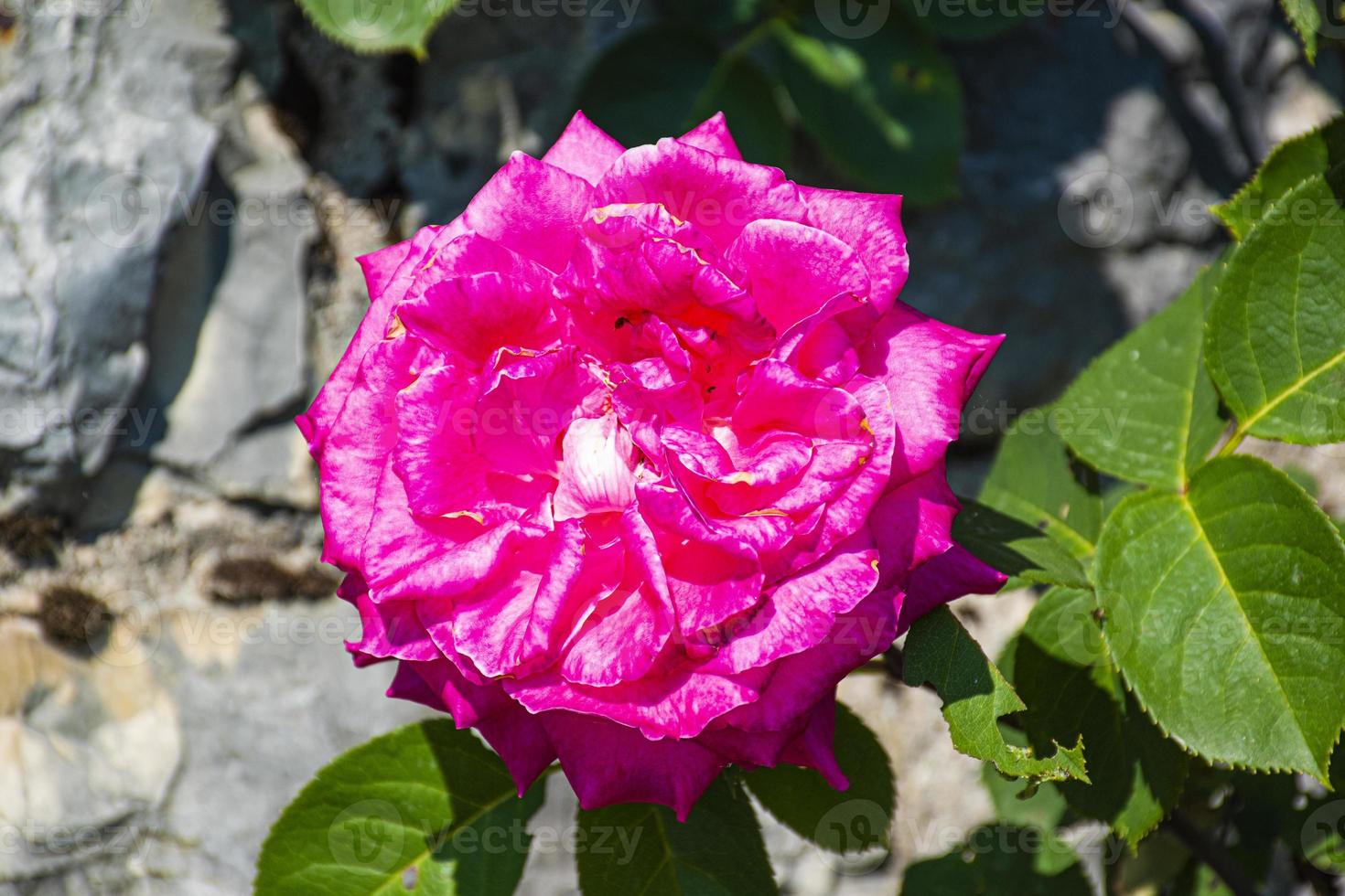 primo piano rosa rosa foto