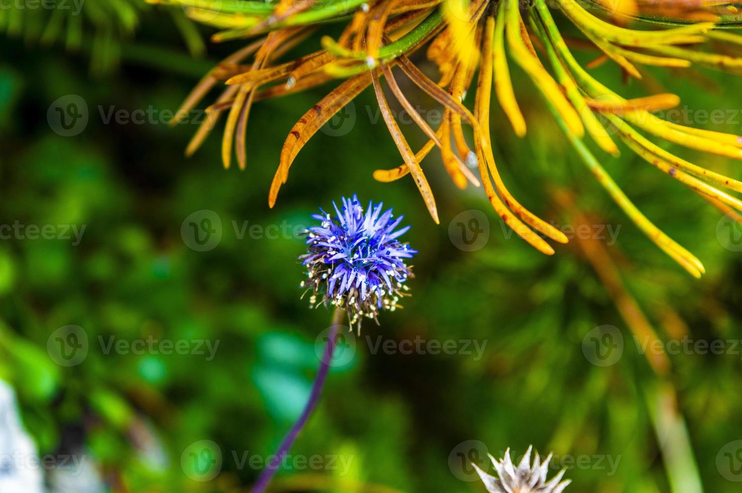 fiore di cardo blu foto