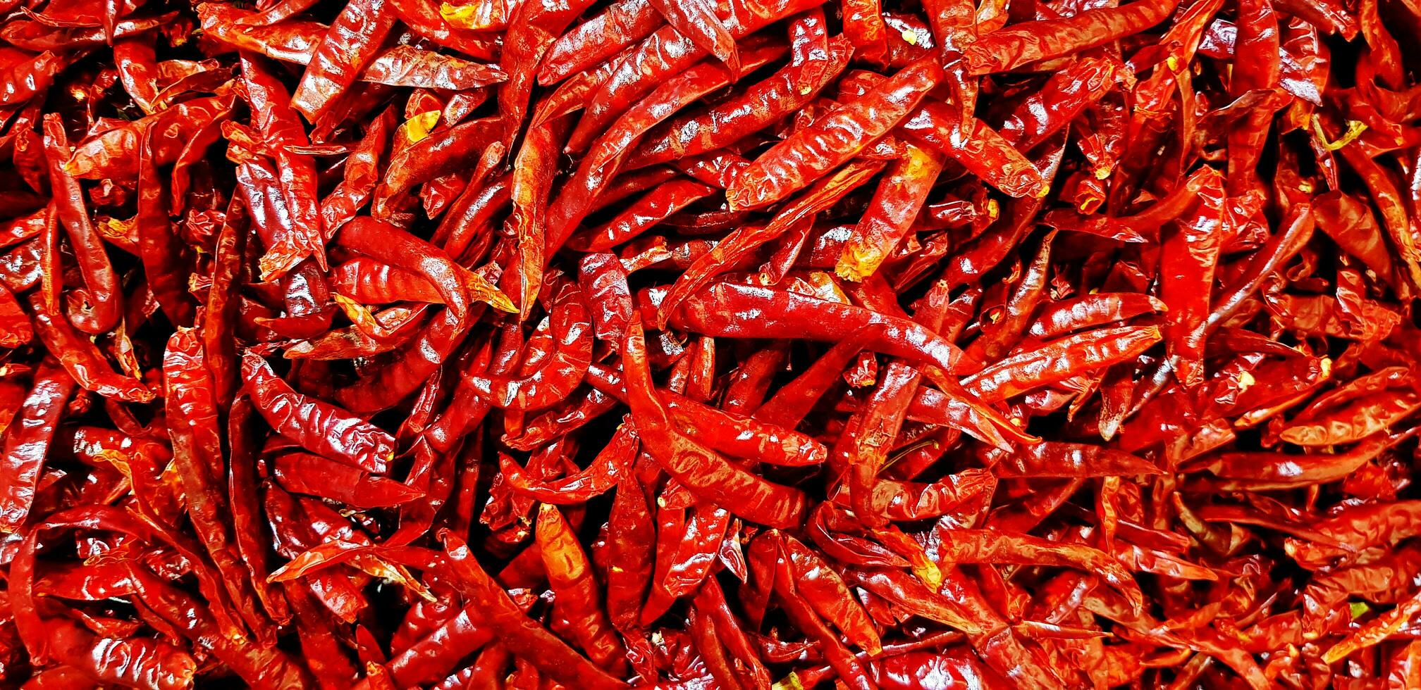 gruppo di asciutto rosso caldo chili Pepe per sfondo. modello di raccogliere agricoltura e speziato ingrediente per cucinando cibo. foto
