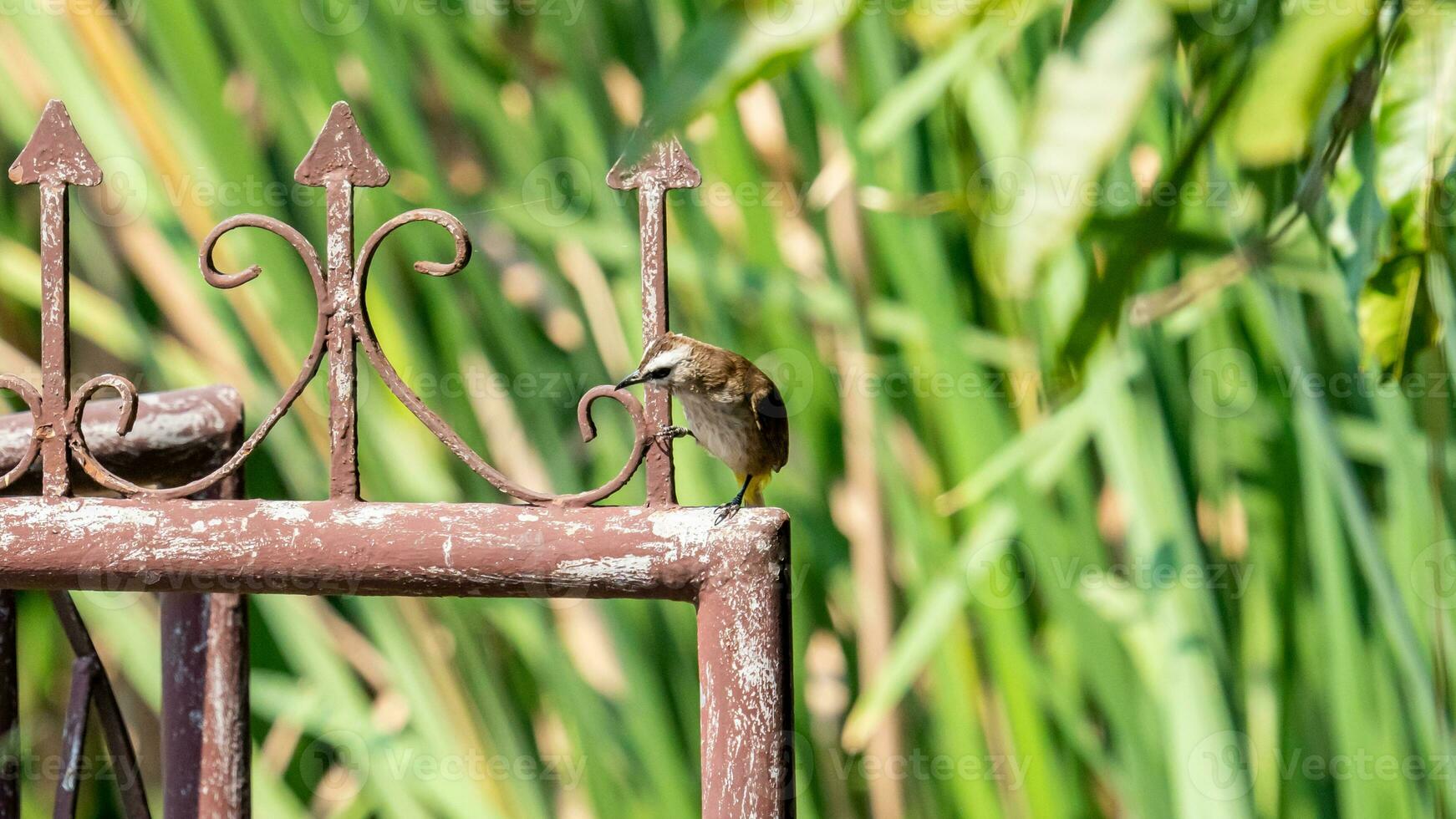 giallo-ventilato bulbul arroccato su il recinto foto