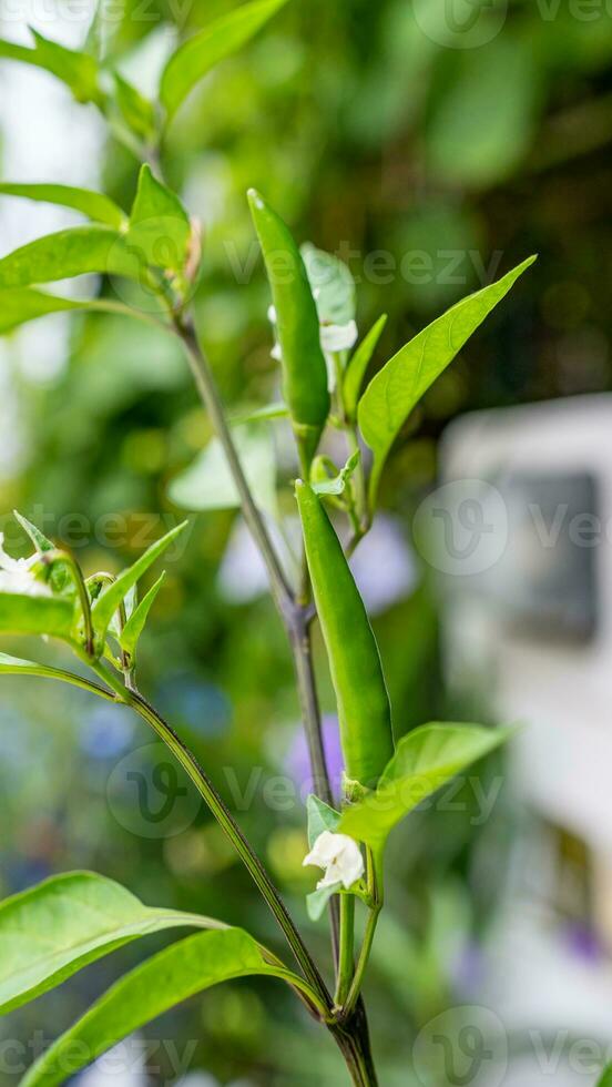 peperoncino peperoni fioritura nel il giardino foto