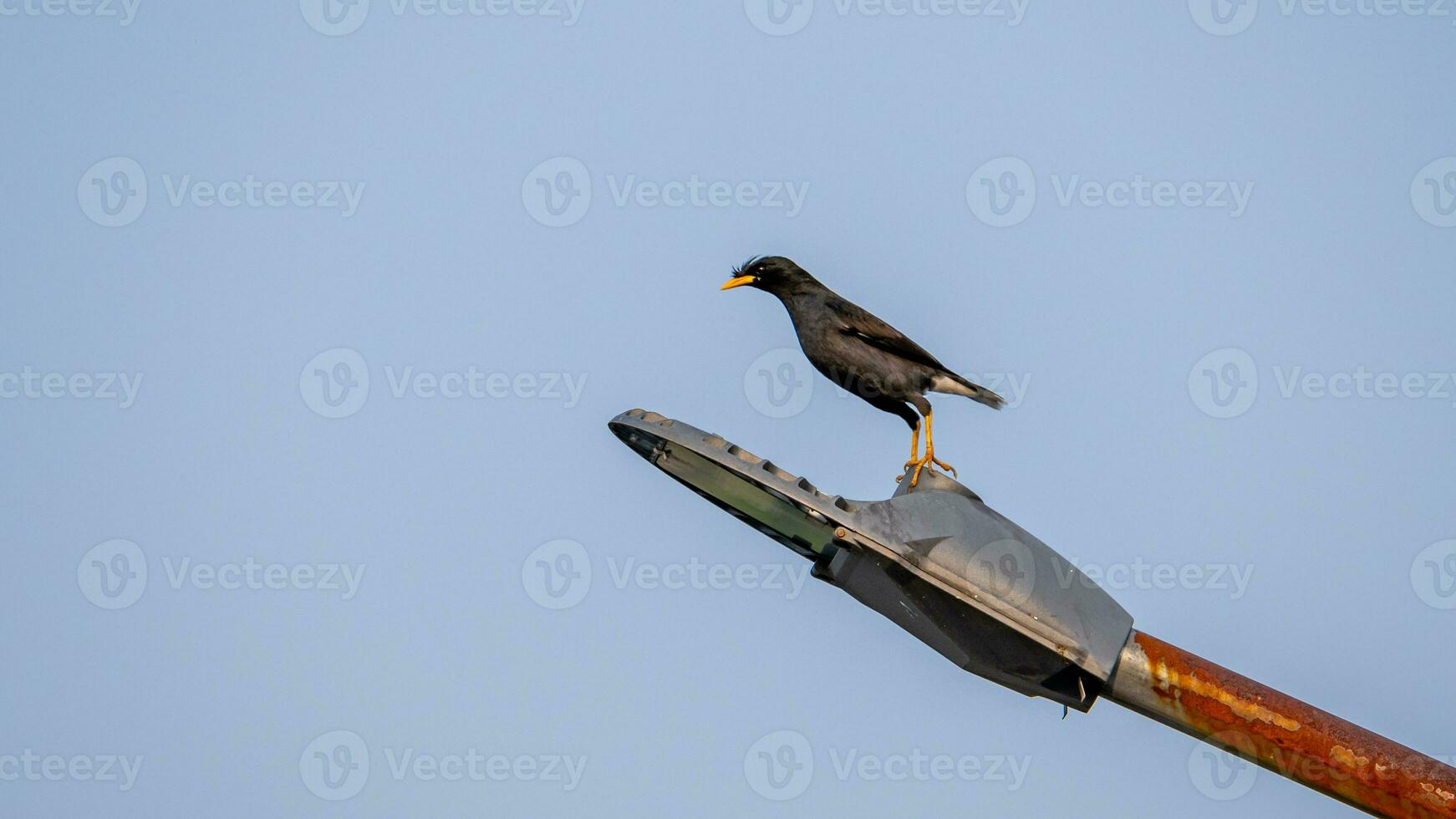 bianco ventilato myna In piedi su il lampada foto