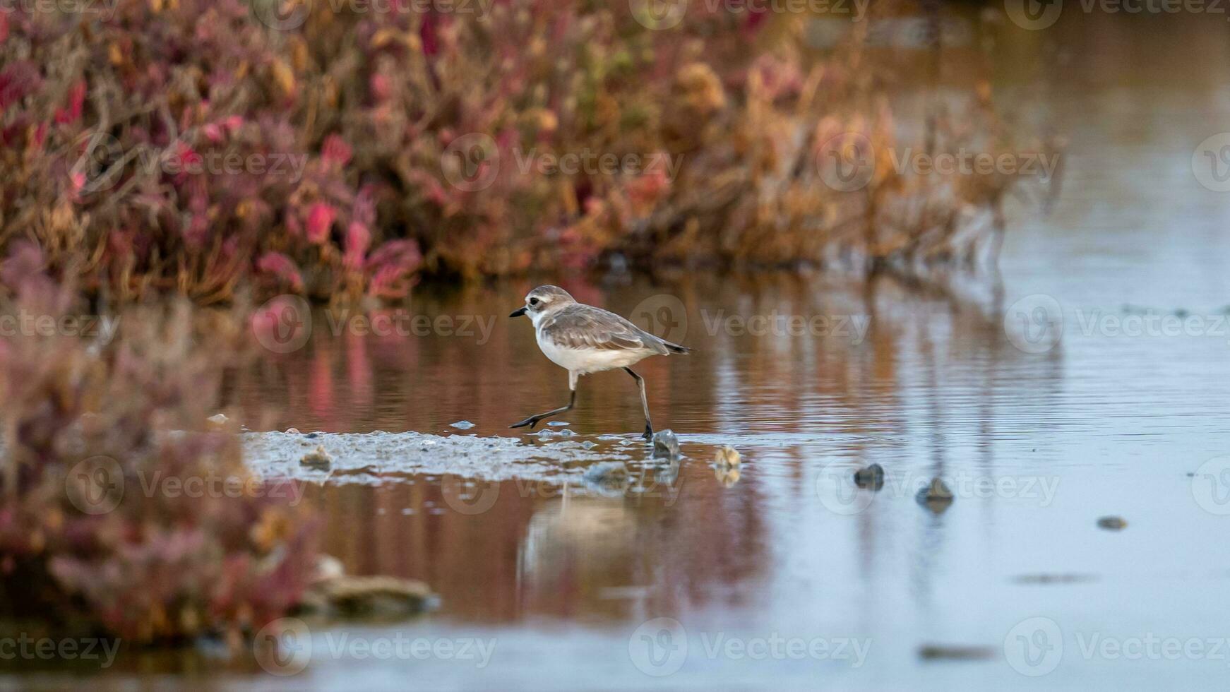 kentish piviere a piedi lungo il riva di il lago. foto