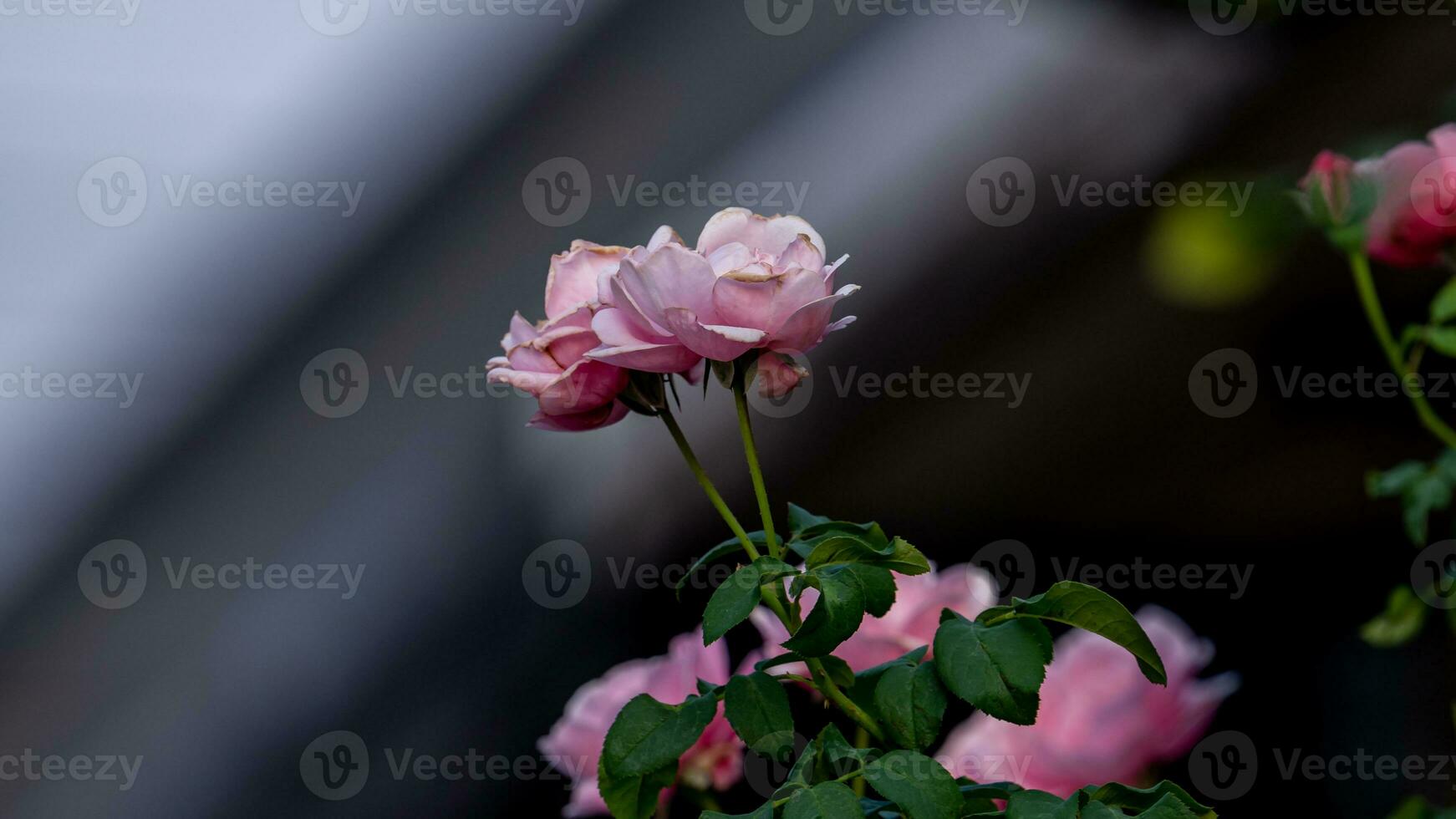 rosa rosa che fiorisce nel giardino foto