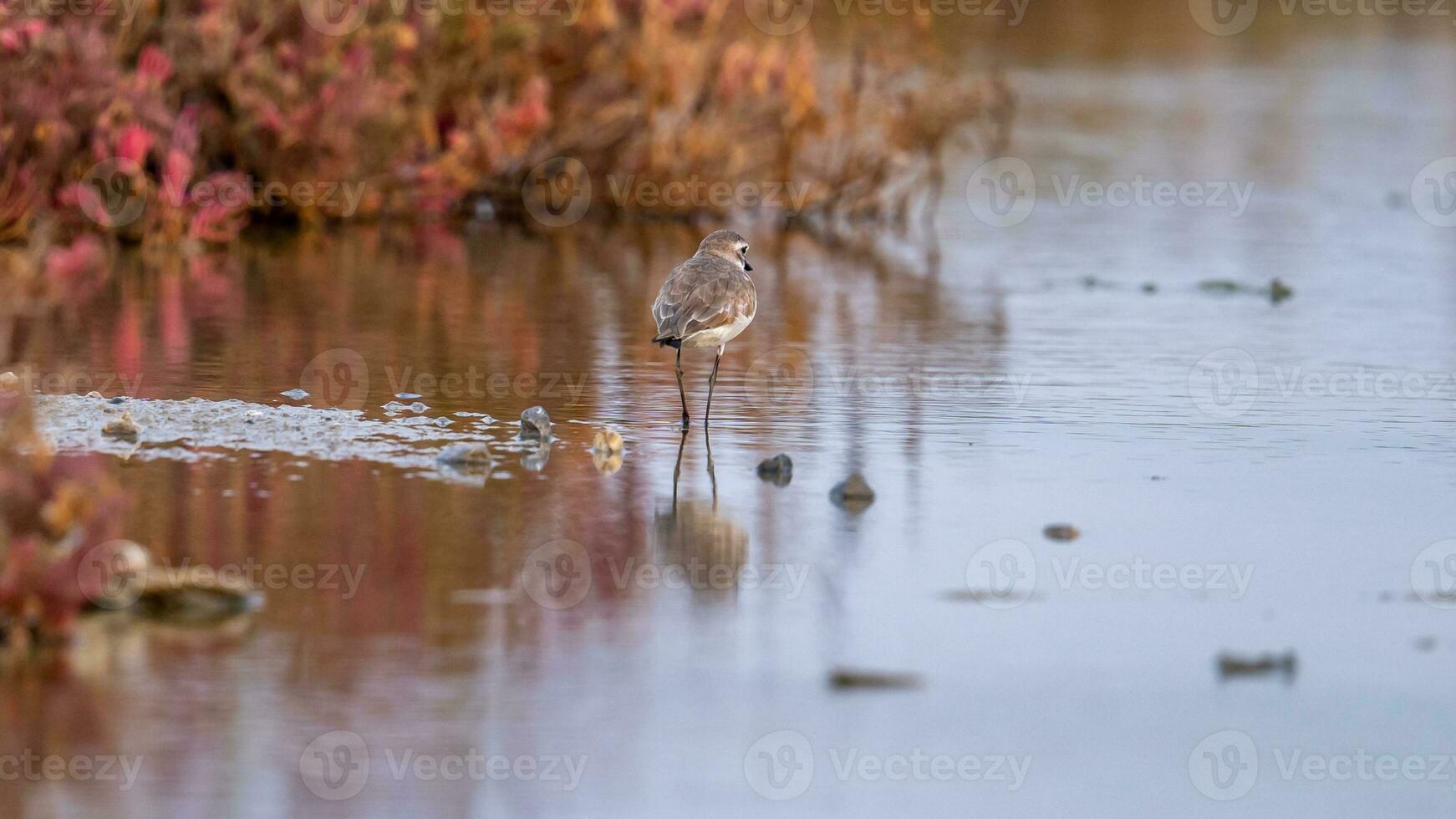 kentish piviere a piedi lungo il riva di il lago. foto