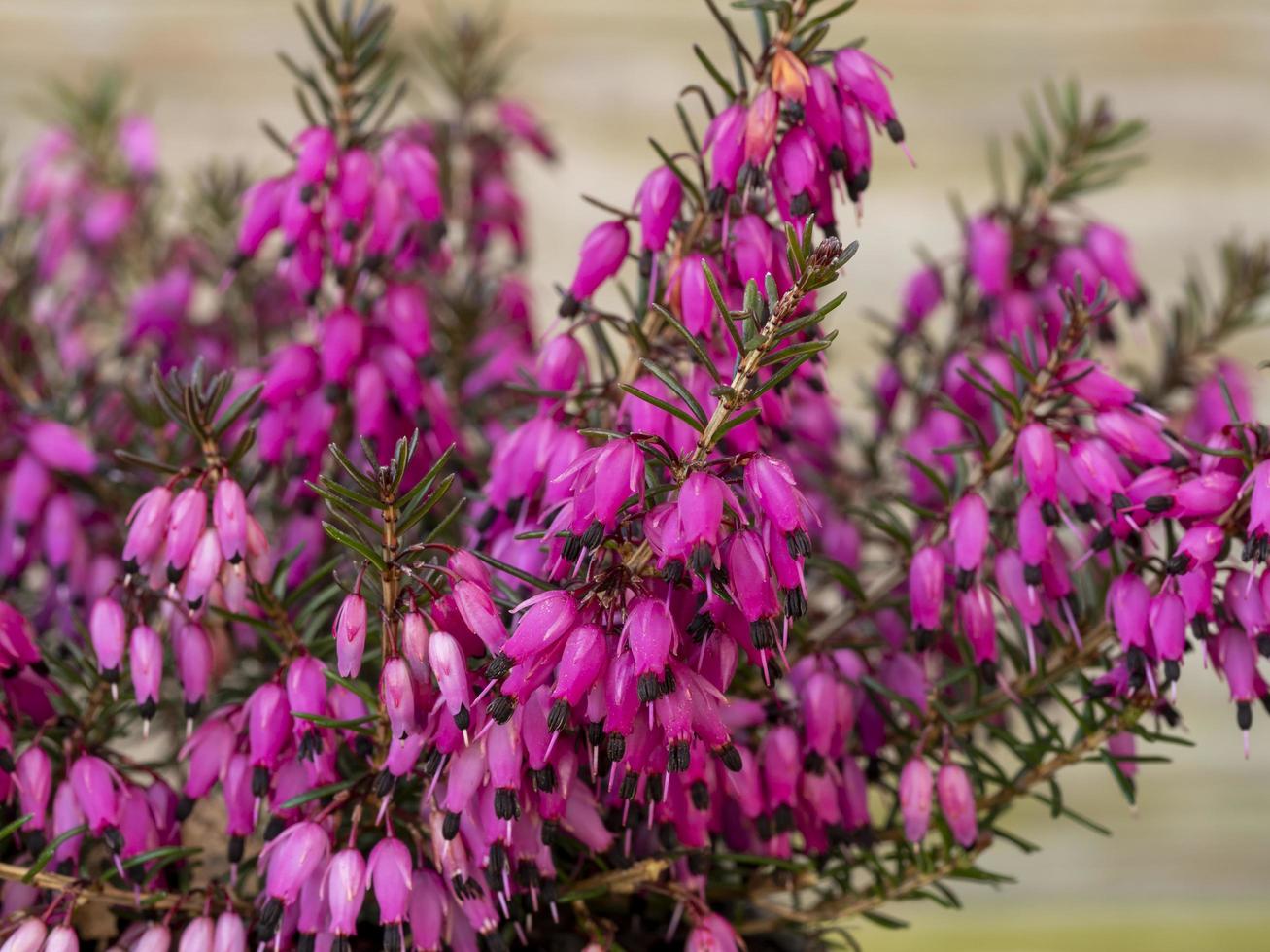 primo piano dei fiori di erica erica carnea challenger foto