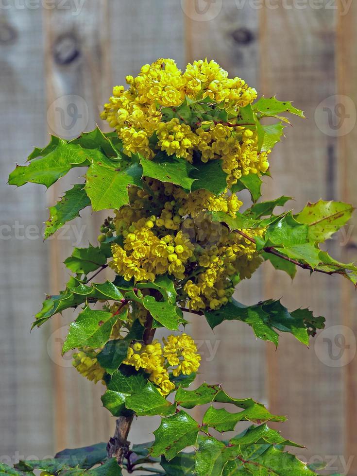 fiori gialli e foglie verdi su un cespuglio di agrifoglio foto