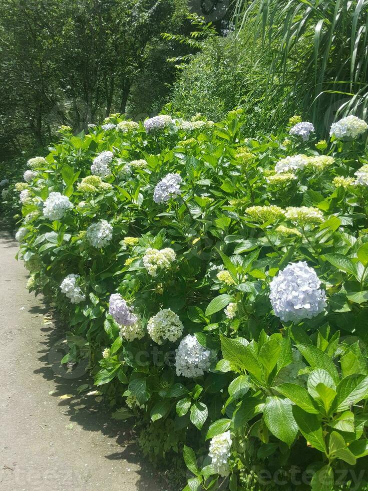 bellissimo bianca ortensia fiori su il ciglio della strada foto