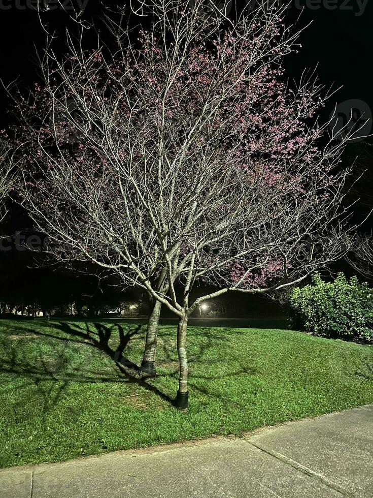 bellissimo ciliegia alberi nel il notte foto