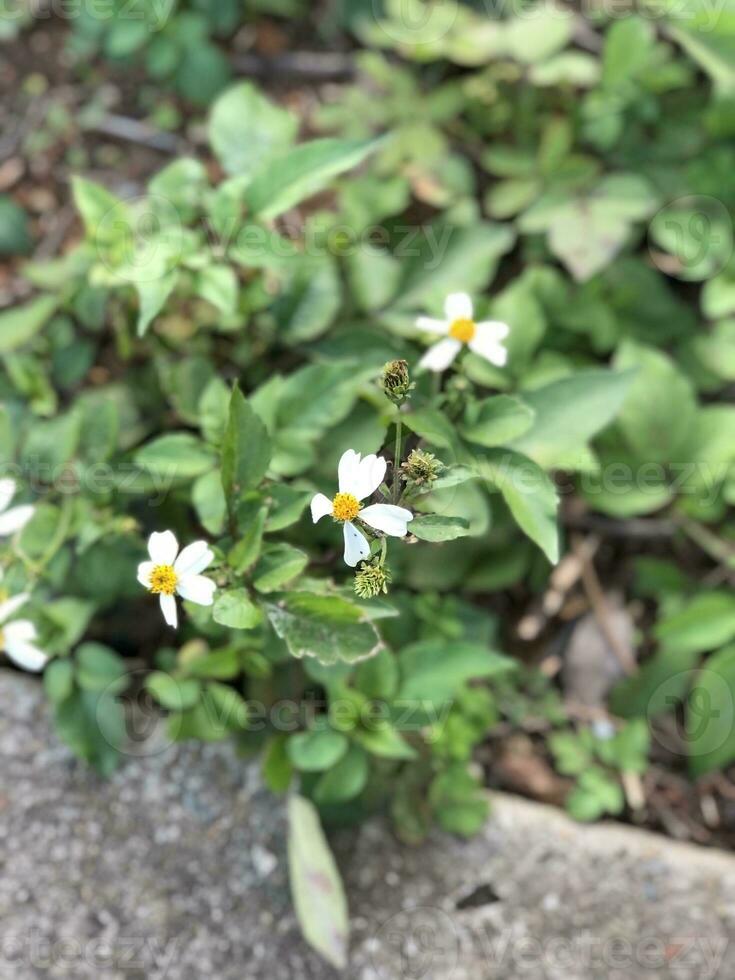 piccolo bianca fiore con sfocato sfondo foto