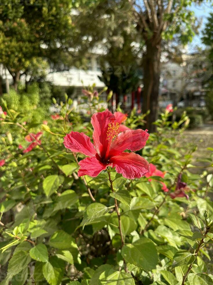 un' bellissimo rosso fiore ibisco foto