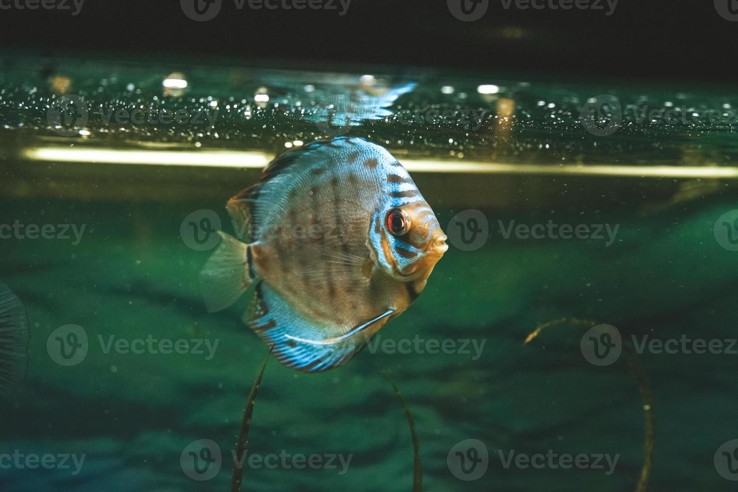 pesce esotico symphysodon discus, in un acquario foto