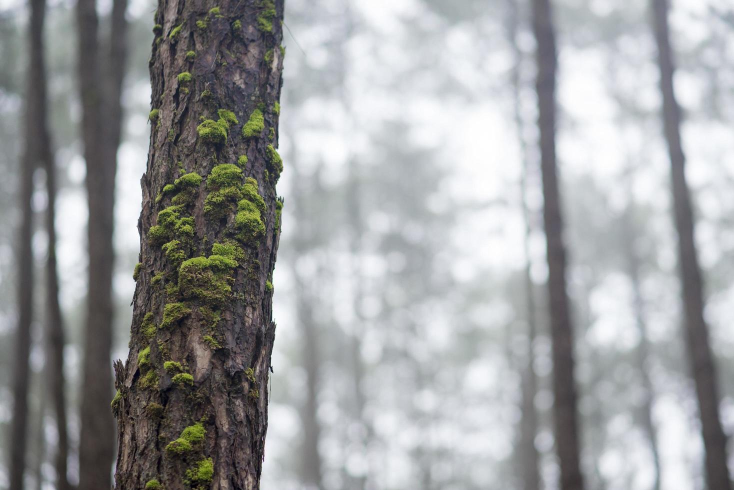 bella corteccia di pino in pineta con muschio foto