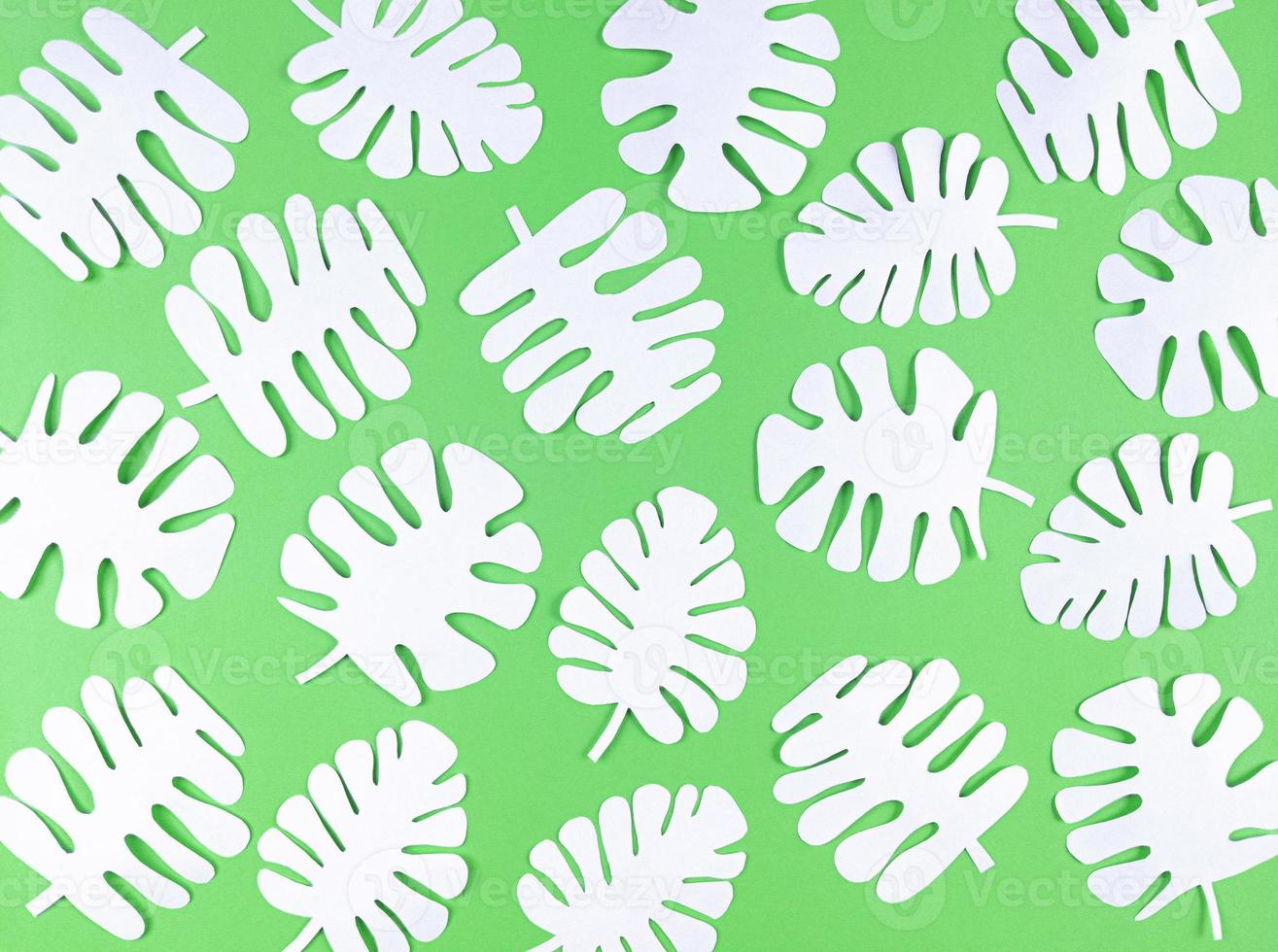 foglie di carta monstera bianche su sfondo verde. foto