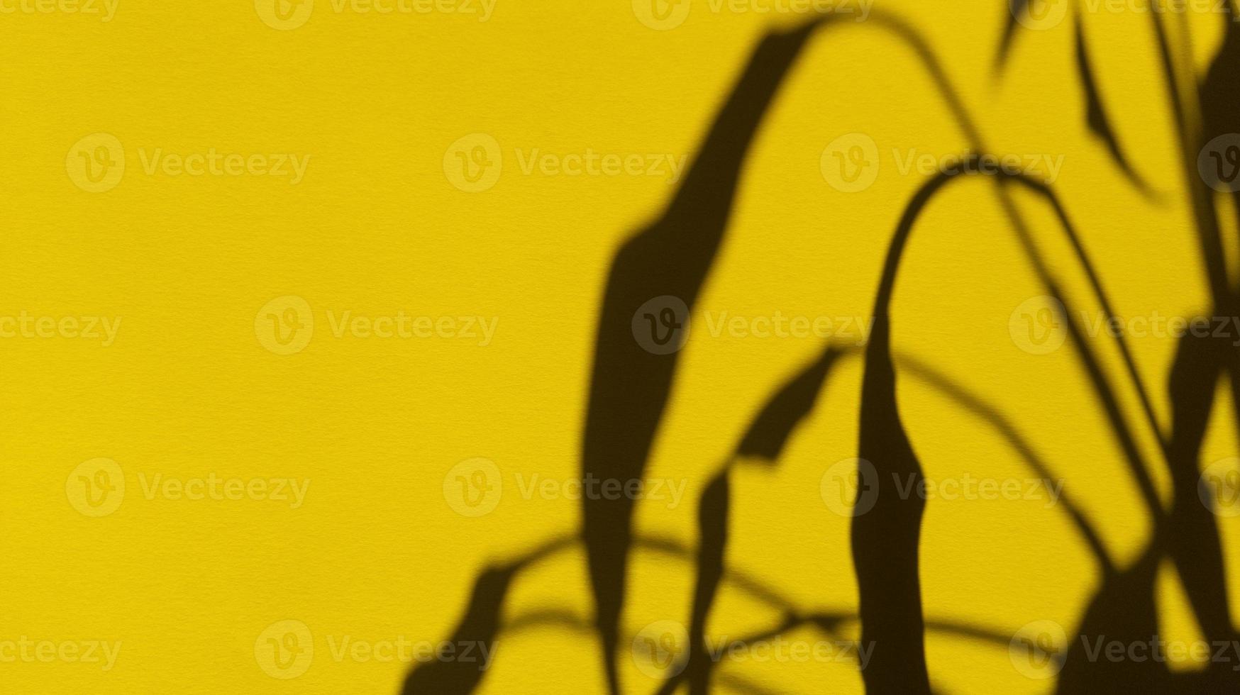 lascia ombre su carta pastello gialla. sfondo astratto. foto d'archivio.