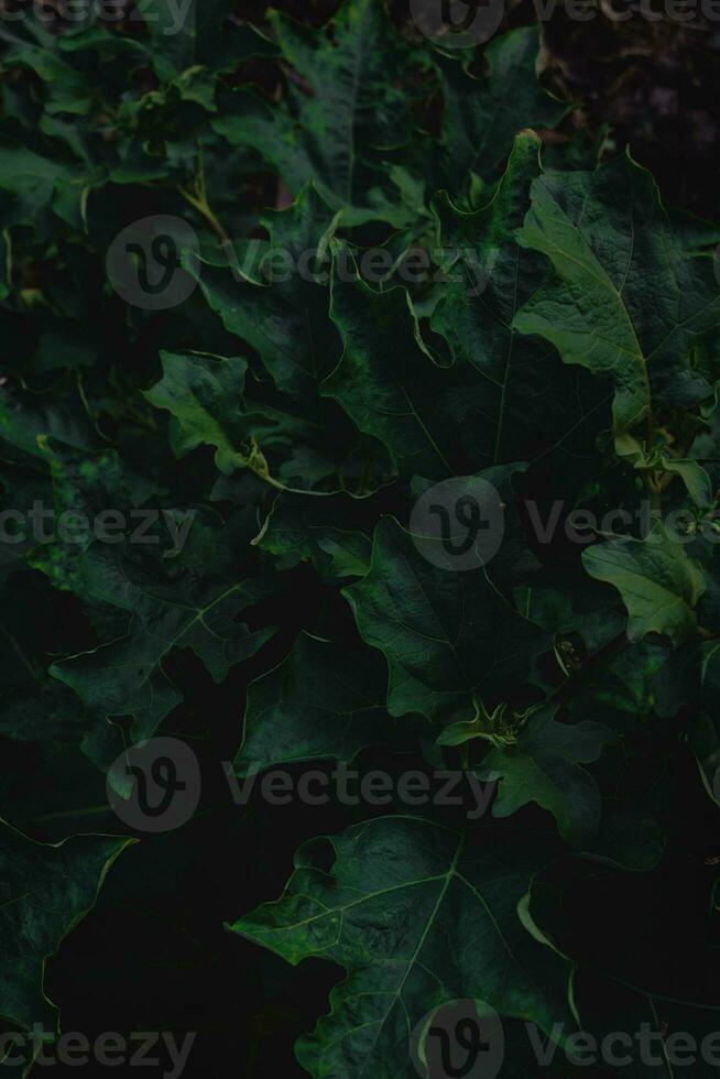 superiore Visualizza foglia sfondo.verde le foglie colore tono buio nel il mattina.tropicale pianta nel thailandia, ambiente, buono aria.foto concetto natura e pianta. foto