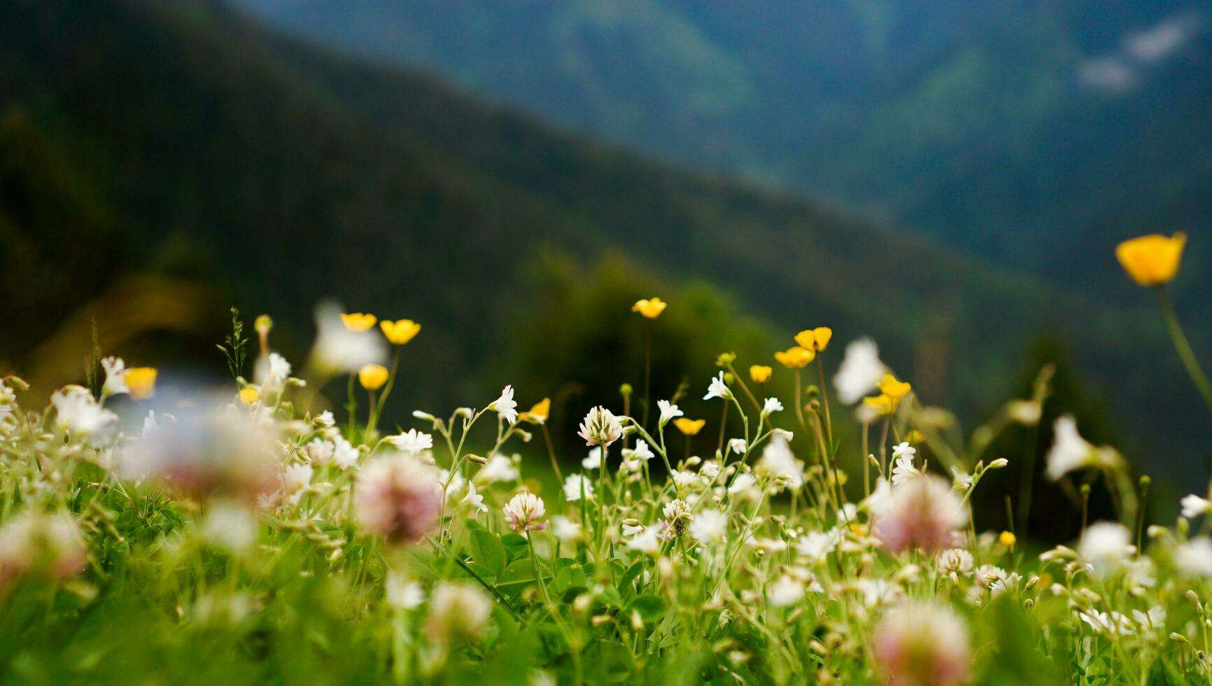 fiore prato. sfocato primavera sfondo. luminosa colori, estate umore foto