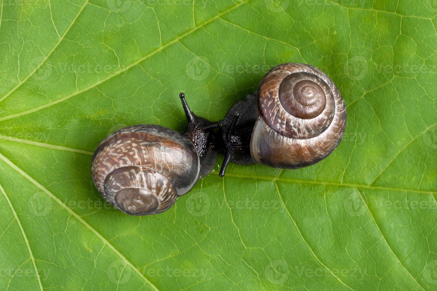 lumache di terra sulla pianta, primo piano foto