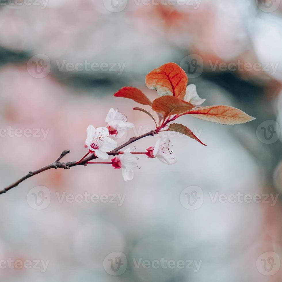 fiori di ciliegio in primavera fiori di sakura foto