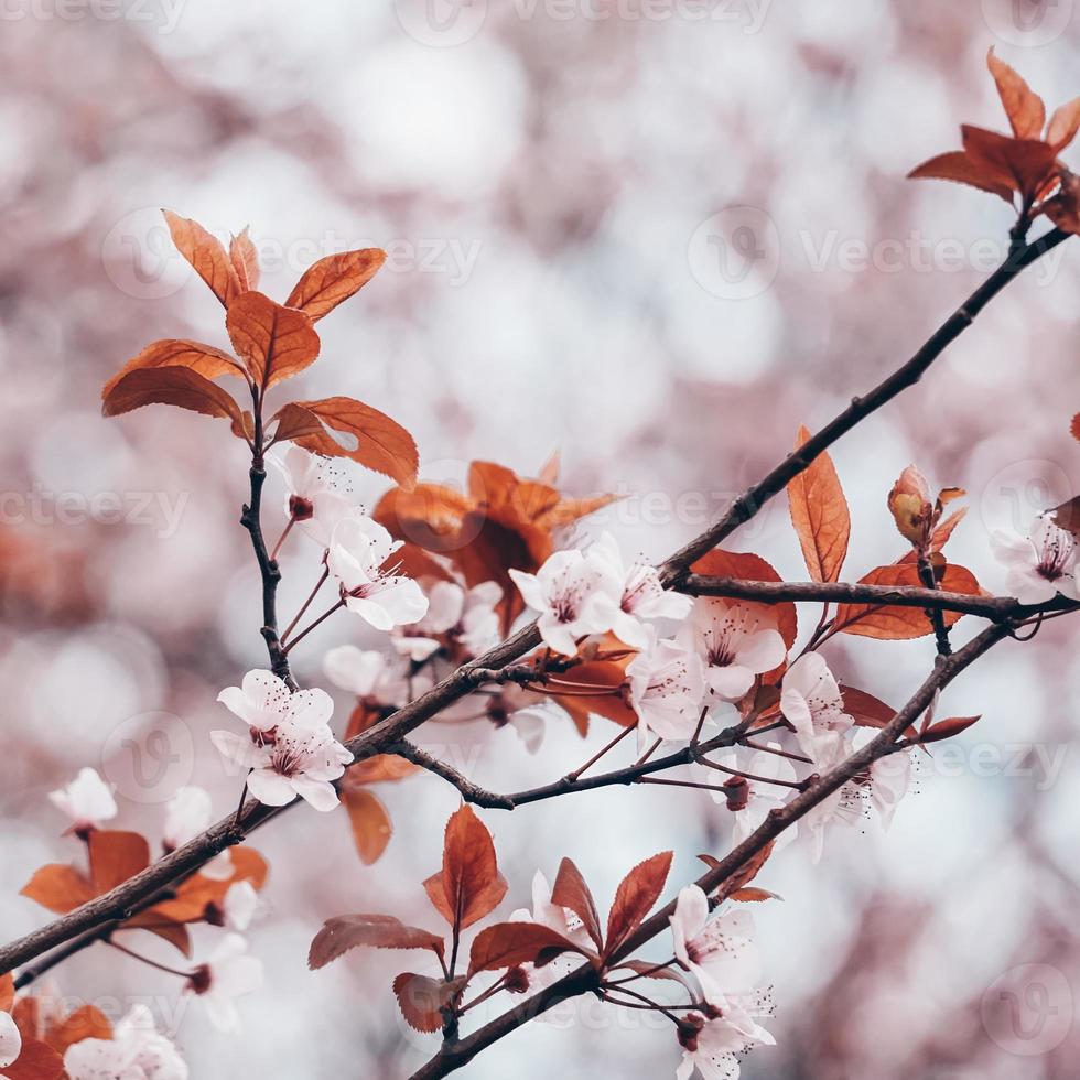 fiori di ciliegio in primavera fiori di sakura foto