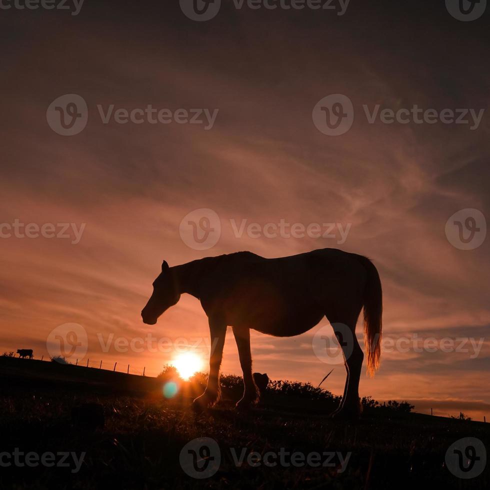 sagoma di cavallo al tramonto foto