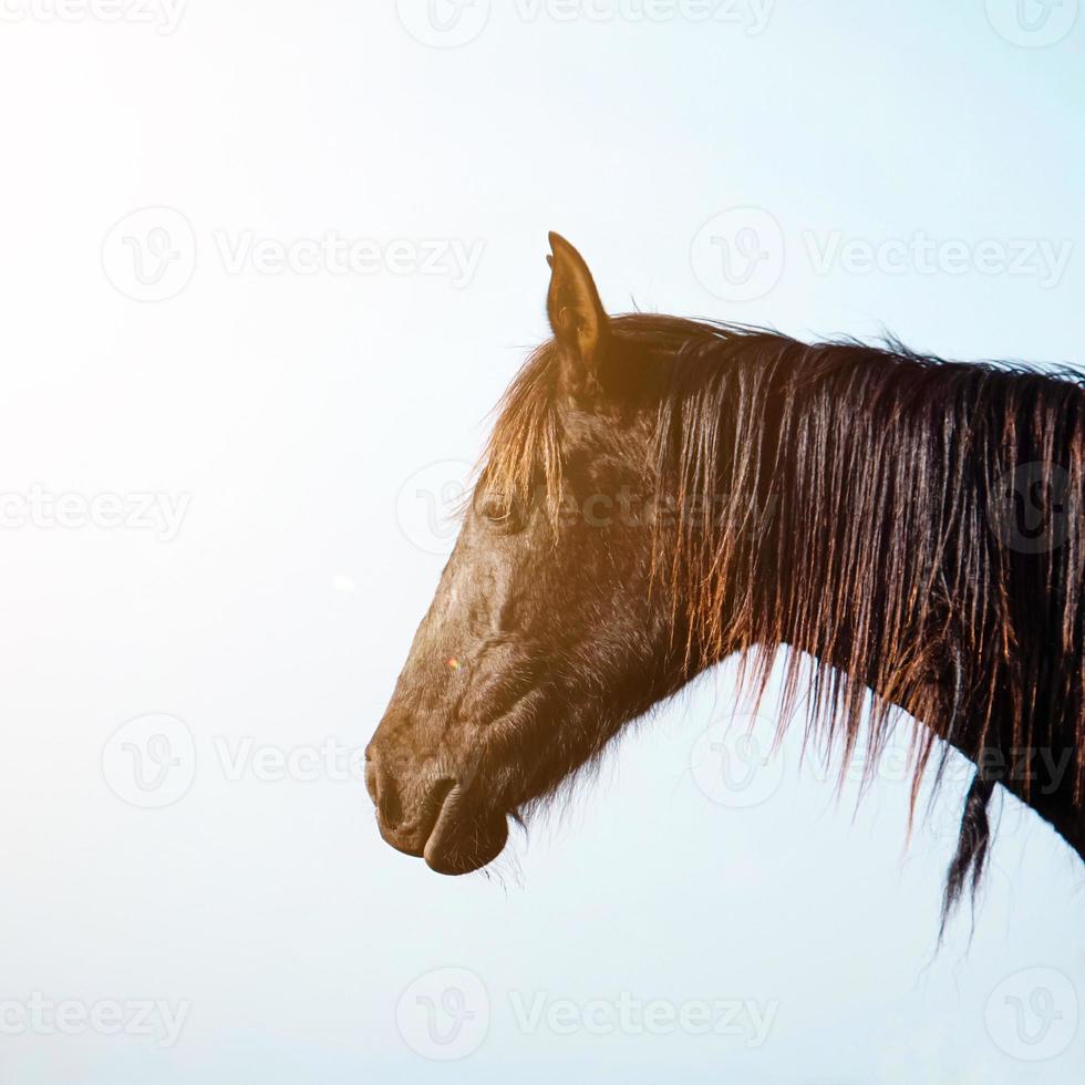 bellissimo ritratto di cavallo marrone foto