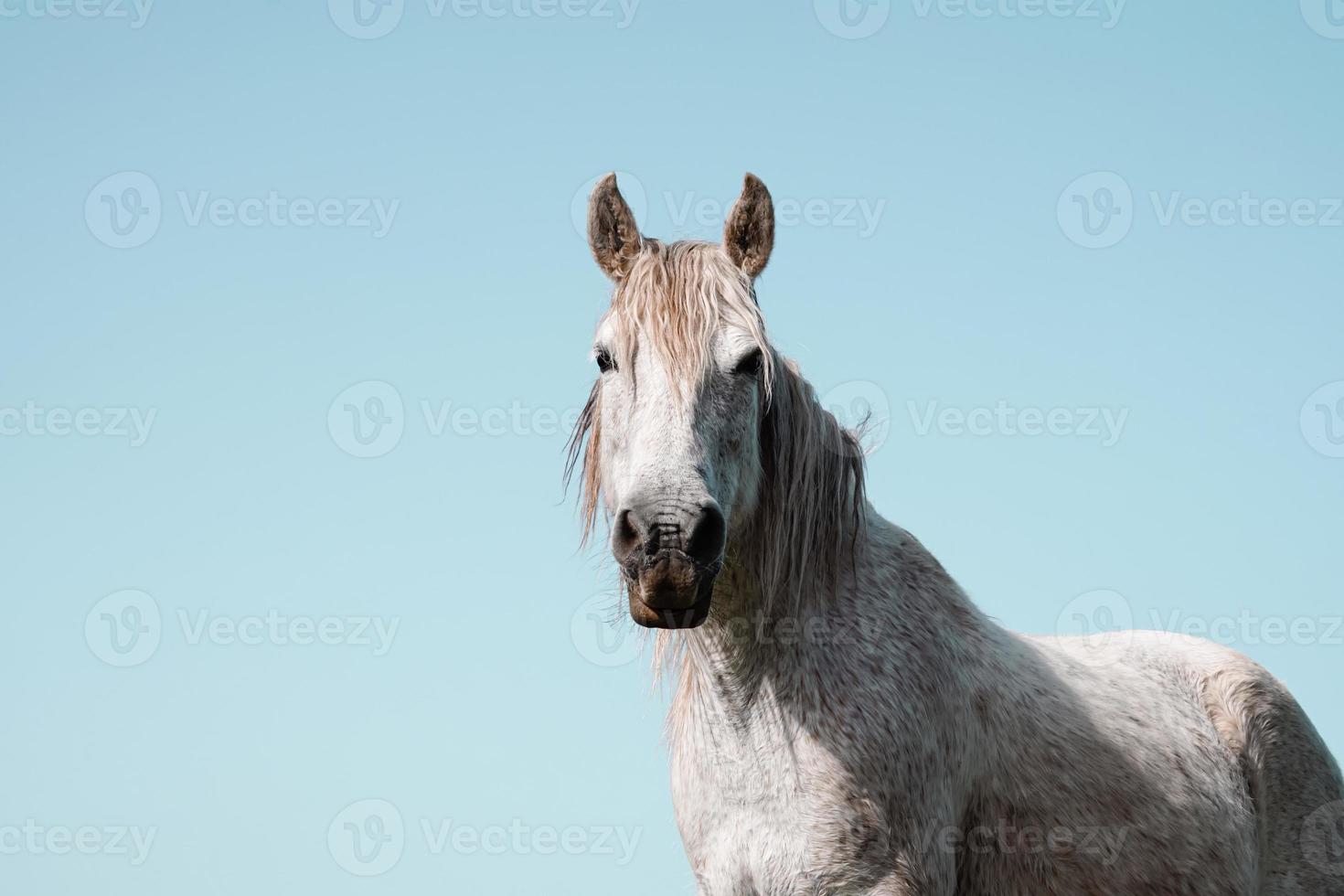 bellissimo ritratto di cavallo bianco foto