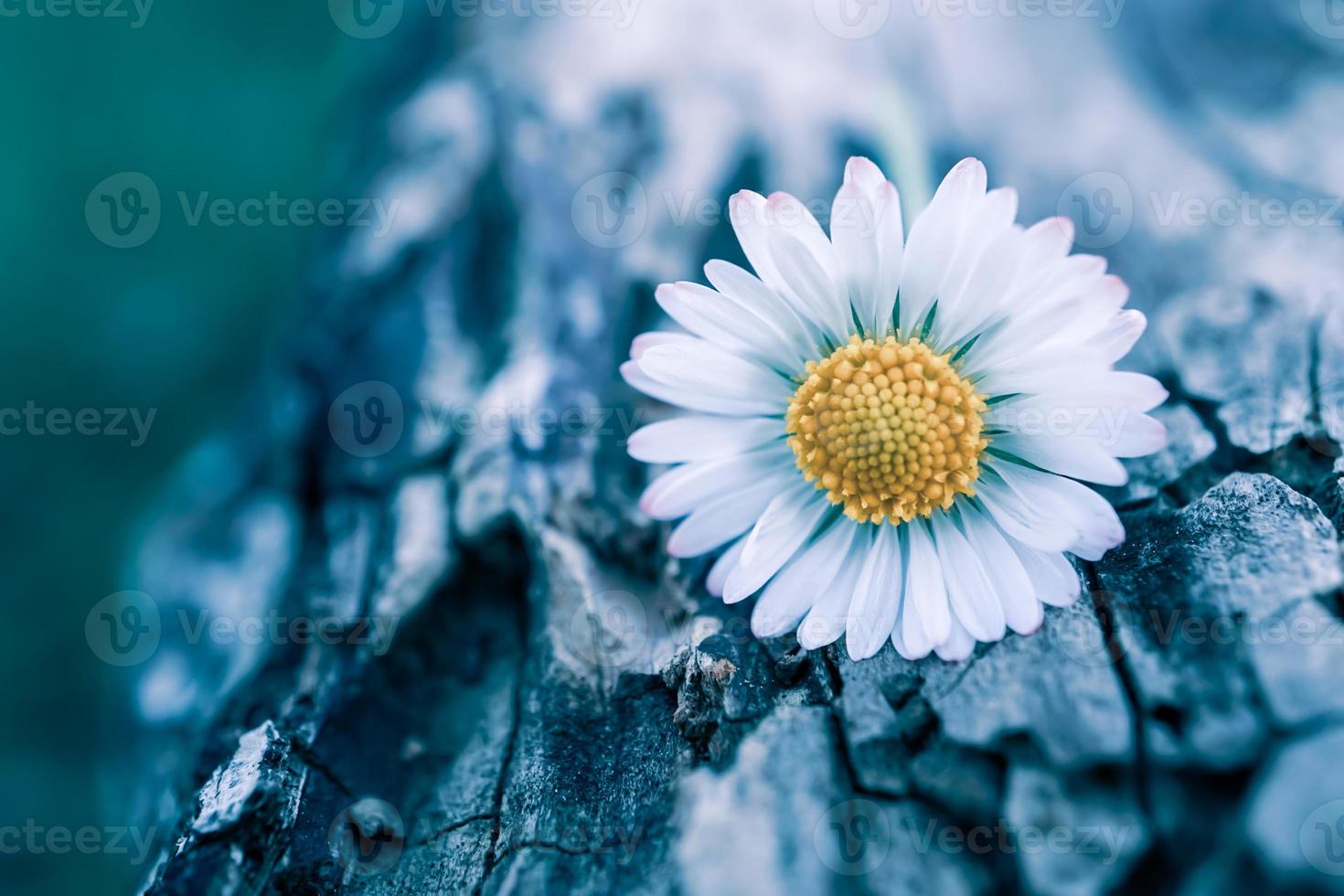 romantico fiore margherita nella stagione primaverile foto