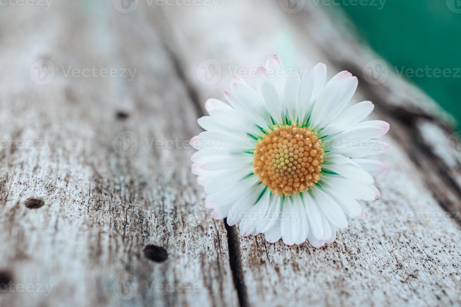 romantico fiore margherita nella stagione primaverile foto