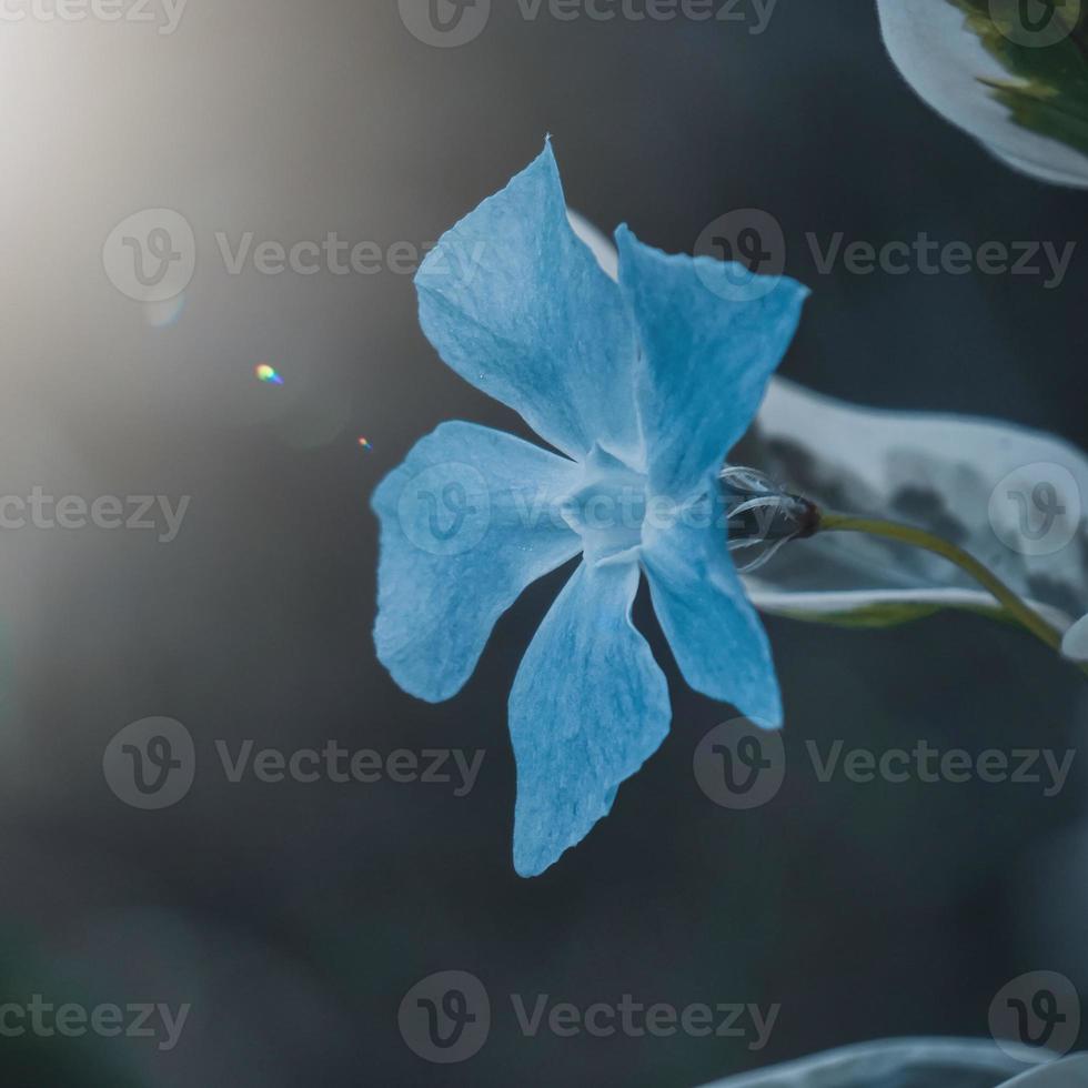 bellissimo fiore blu nella stagione primaverile foto