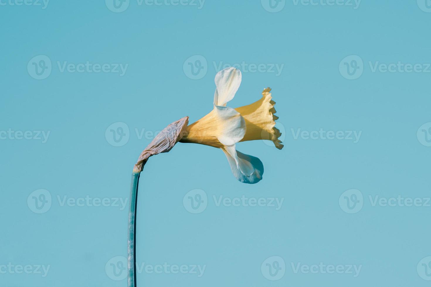 bel fiore giallo in primavera foto