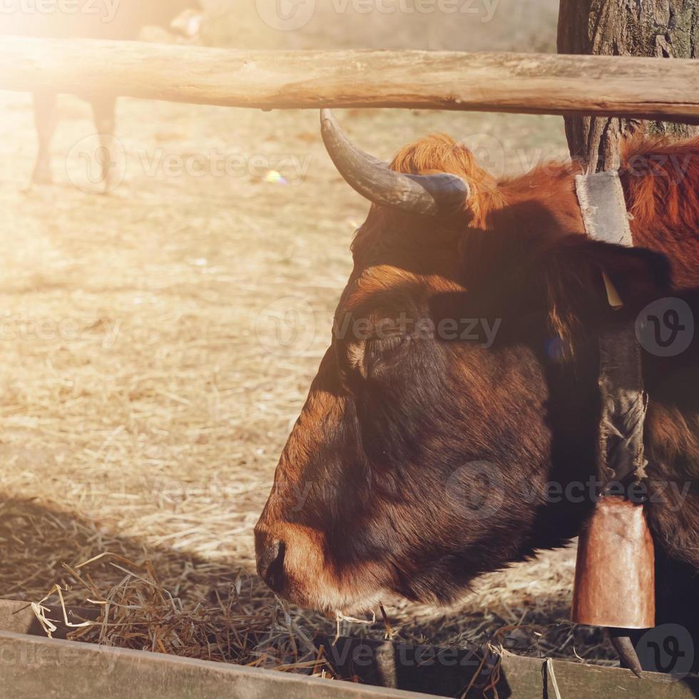 ritratto di mucca marrone nel prato foto