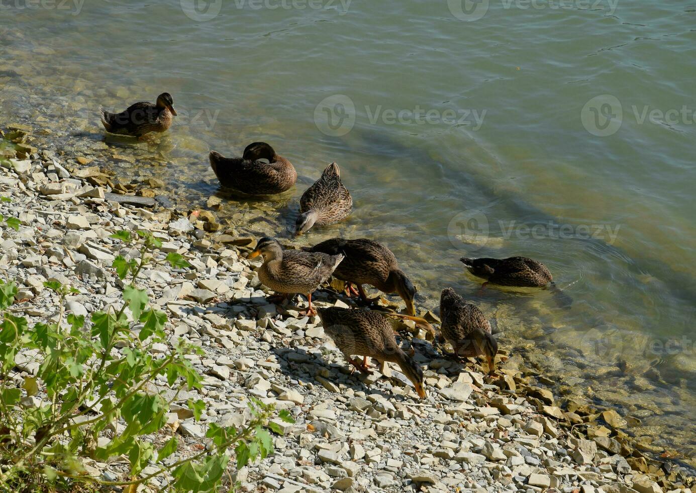 grigio anatre vicino il lago costa. uccelli acquatici. foto