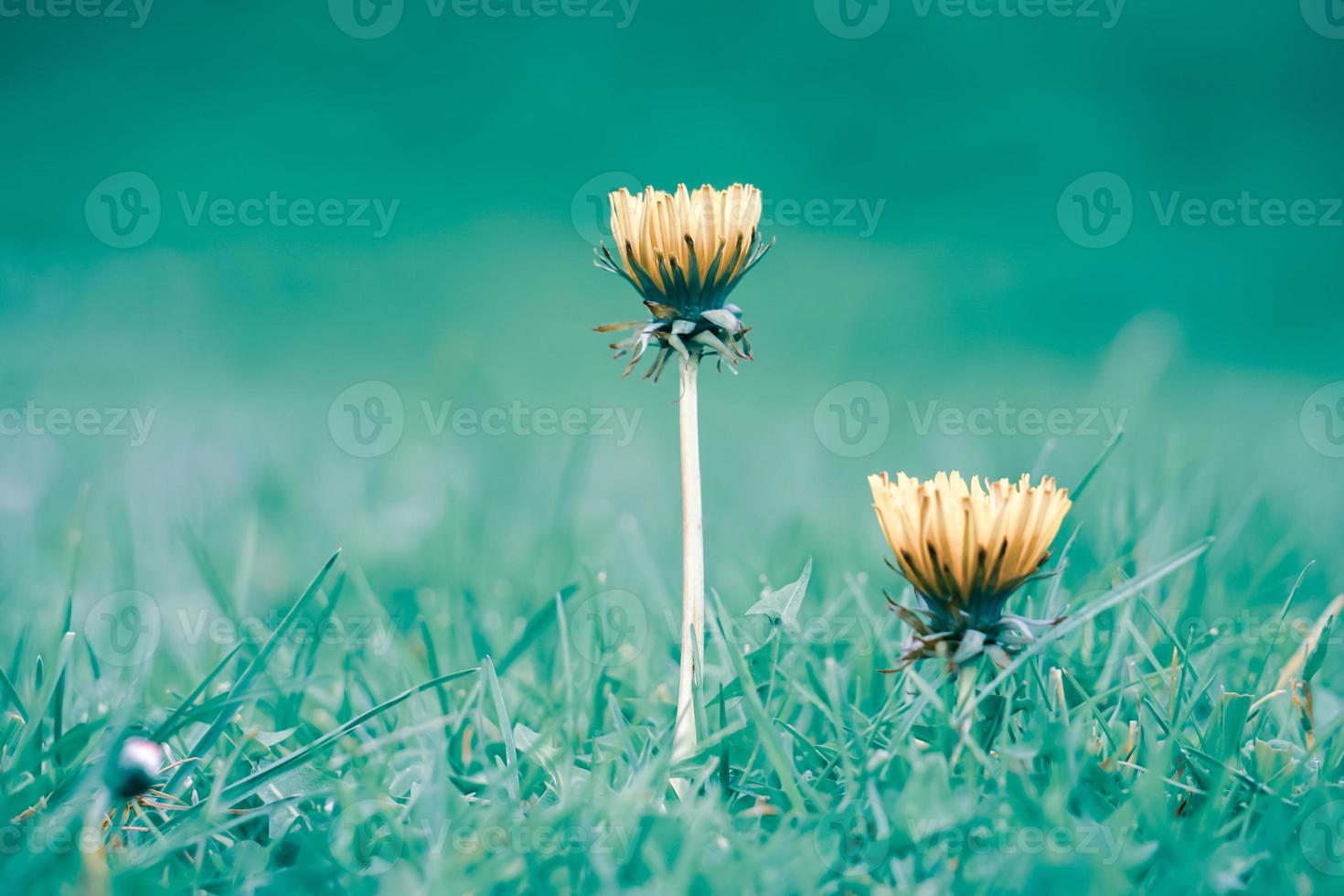 bel fiore giallo in primavera foto