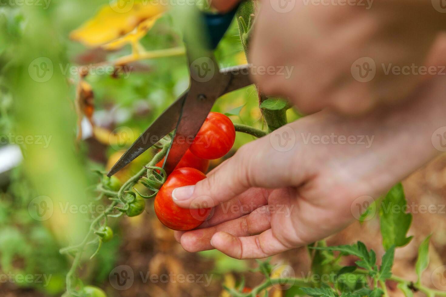 concetto di giardinaggio e agricoltura. donna lavoratore agricolo raccolta a mano pomodori biologici maturi freschi. prodotti in serra. produzione alimentare vegetale. pomodoro che cresce in serra. foto