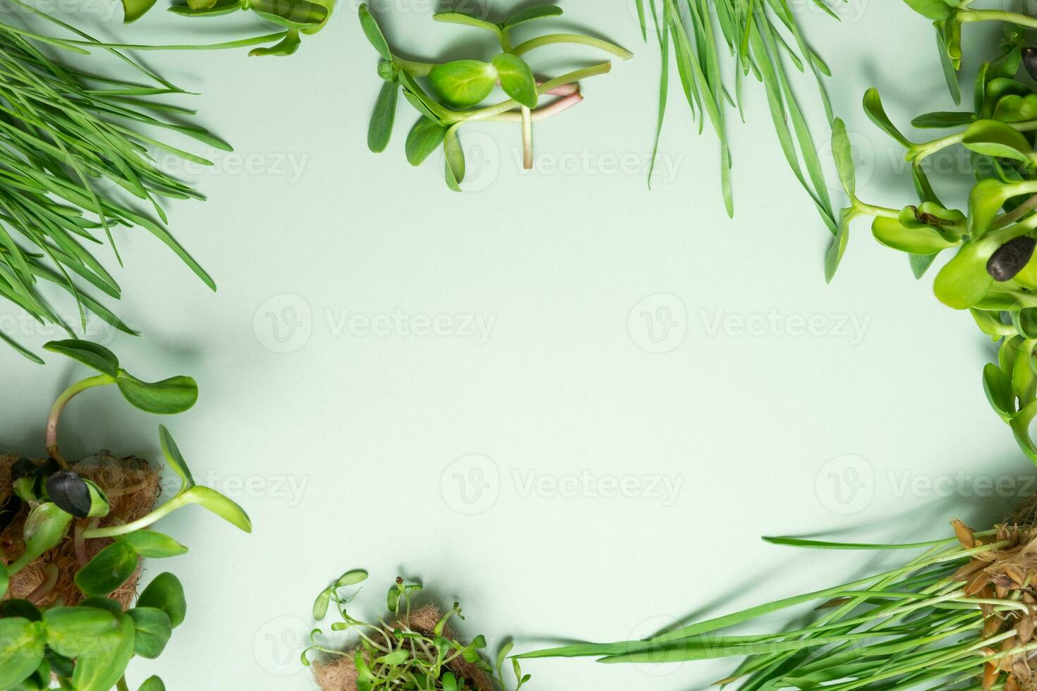 un' telaio di microgreen avena, girasole, erba medica e Grano con copia spazio foto