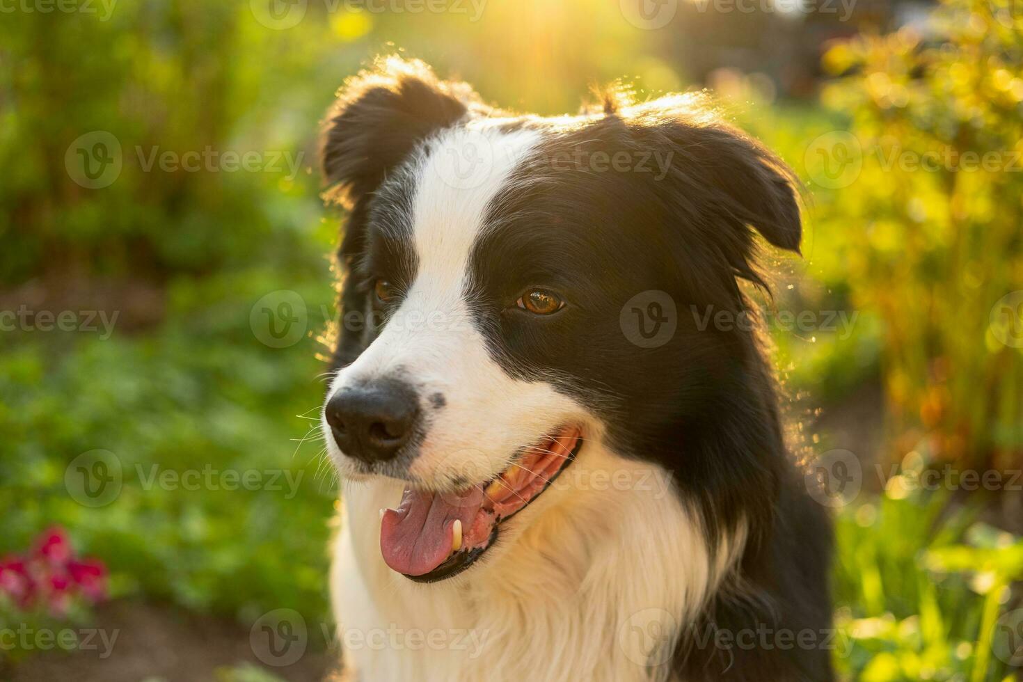 ritratto all'aperto di simpatico cucciolo sorridente border collie seduto sullo sfondo del parco. piccolo cane con faccia buffa nella soleggiata giornata estiva all'aperto. concetto di vita per animali domestici e animali divertenti. foto